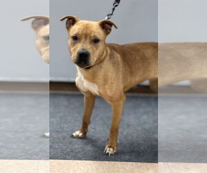 American Pit Bull Terrier-Unknown Mix Dogs for adoption in Batavia, NY, USA