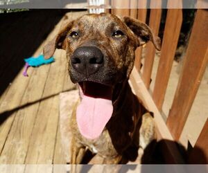 Small American Pit Bull Terrier-Coonhound Mix