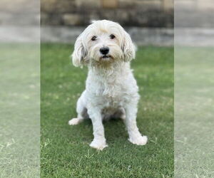 Poodle (Miniature)-Unknown Mix Dogs for adoption in PIPE CREEK, TX, USA