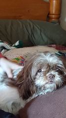 Shih Tzu Dogs for adoption in Lewistown, PA, USA