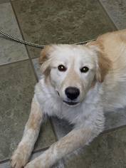 Golden Pyrenees Dogs for adoption in Richmond, MO, USA