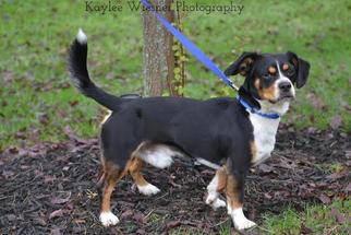 Beaglier Dogs for adoption in Cincinnati, OH, USA