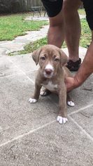 Bull-Boxer Dogs for adoption in Crestview, FL, USA