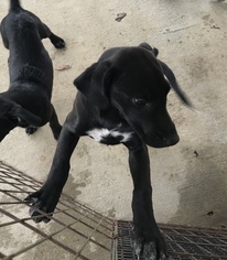 Labrador Retriever-Unknown Mix Dogs for adoption in Albemarle, NC, USA