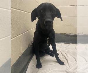 Labrador Retriever-Unknown Mix Dogs for adoption in San Antonio, TX, USA