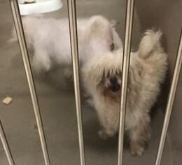 Maltese Dogs for adoption in Highland Village, TX, USA