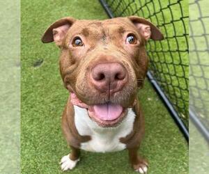 American Pit Bull Terrier Dogs for adoption in Charlotte, NC, USA