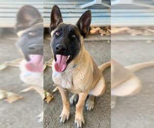 Mutt Dogs for adoption in Riverside, CA, USA
