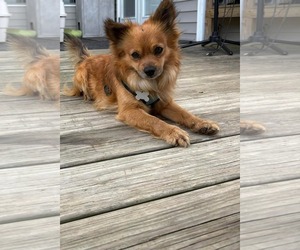 Chiranian Dogs for adoption in Holly Springs, NC, USA