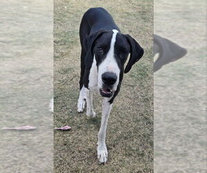 Great Dane Dogs for adoption in PIPE CREEK, TX, USA