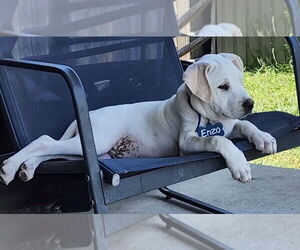 Chinese Shar-Pei-Unknown Mix Dogs for adoption in Plymouth, MN, USA