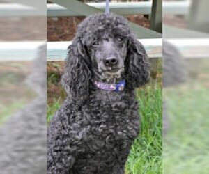 Poodle (Miniature) Dogs for adoption in Siler City, NC, USA