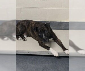 Mutt Dogs for adoption in Glen Allen, VA, USA