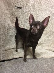 Chihuahua Dogs for adoption in Chester, IL, USA