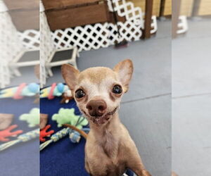 Chihuahua Dogs for adoption in oakland, FL, USA