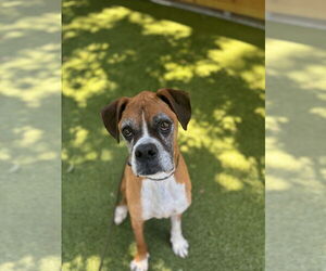 Boxer-Unknown Mix Dogs for adoption in Hilton Head, SC, USA