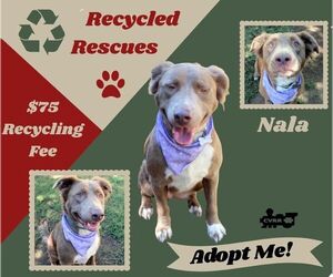 Australian Shepherd-Unknown Mix Dogs for adoption in Lindsay, CA, USA