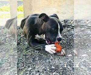 American Pit Bull Terrier-Unknown Mix Dogs for adoption in Pleasanton, TX, USA