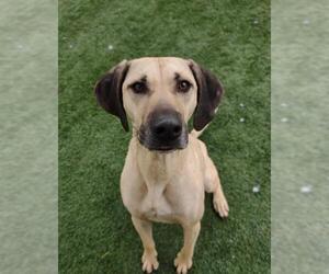 Black Mouth Cur-Black and Tan Coonhound-Labrador Retriever Mix Dogs for adoption in Rockwall, TX, USA