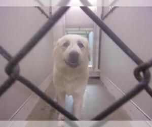 Great Pyrenees Dogs for adoption in Temple, TX, USA