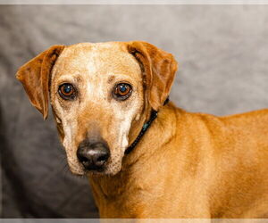 Coonhound-Plott Hound Mix Dogs for adoption in Clinton, OK, USA