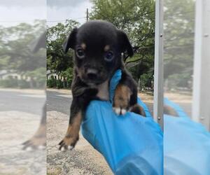 Rottweiler-Unknown Mix Dogs for adoption in San Antonio, TX, USA