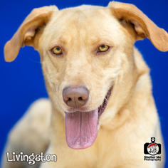 Labrador Retriever-Unknown Mix Dogs for adoption in Livingston , LA, USA