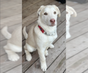 Labrador Retriever-Unknown Mix Dogs for adoption in Anchorage, AK, USA