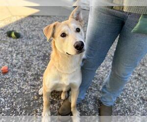Siberian Husky-Unknown Mix Dogs for adoption in Santa Rosa, CA, USA