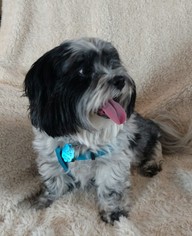 Lhasa Apso Dogs for adoption in Sioux Falls, SD, USA