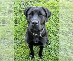 Labrottie Dogs for adoption in Sacramento, CA, USA
