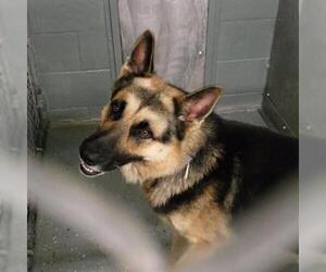 German Shepherd Dog Dogs for adoption in Galax, VA, USA