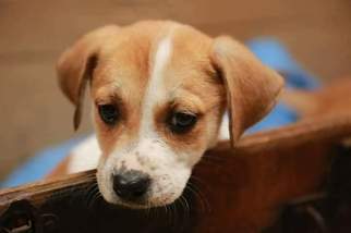 Mutt Dogs for adoption in Tonawanda , NY, USA