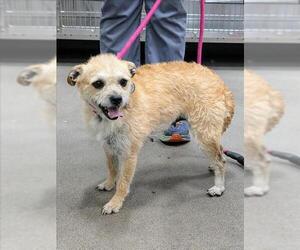 Norfolk Terrier Dogs for adoption in Forestville, MD, USA
