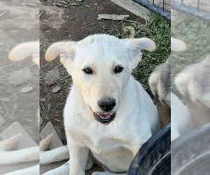 Great Pyrenees-white german shepherd Mix Dogs for adoption in Alturas, CA, USA