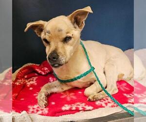 Chihuahua-Unknown Mix Dogs for adoption in Camarillo, CA, USA