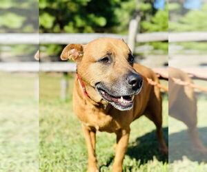 Mutt Dogs for adoption in Manahawkin, NJ, USA