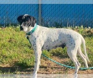 German Shorthaired Pointer-Unknown Mix Dogs for adoption in Santa Cruz, CA, USA