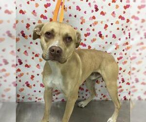 American Pit Bull Terrier-Unknown Mix Dogs for adoption in Riverside, CA, USA