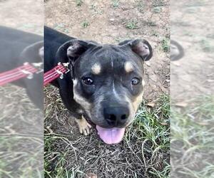 Rottweiler-American Pit Bull Terrier Dogs for adoption in Sacramento, CA, USA