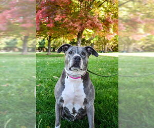 American Pit Bull Terrier-American Staffordshire Terrier Mix Dogs for adoption in Bellingham, WA, USA