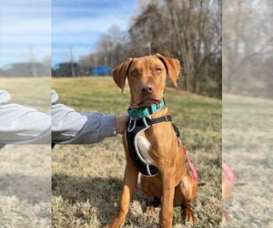 Labralas Dogs for adoption in Greenbelt, MD, USA