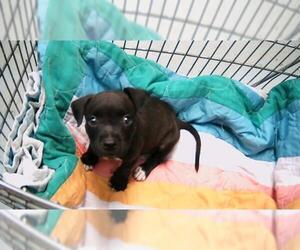 American Pit Bull Terrier Dogs for adoption in Tulsa, OK, USA