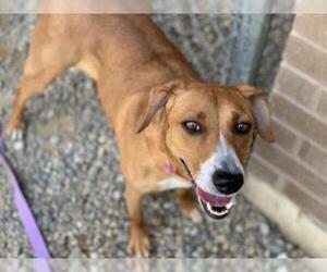 American Foxhound Dogs for adoption in Fort Wayne, IN, USA