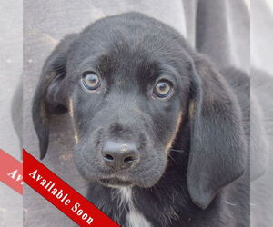 Shepweiller Dogs for adoption in Huntley, IL, USA