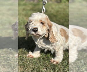 Cocker Spaniel Dogs for adoption in Batavia, NY, USA