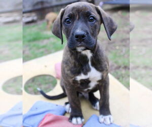 Mutt Dogs for adoption in Brooklyn Center, MN, USA