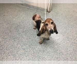 Basset Hound Dogs for adoption in Long Beach, CA, USA