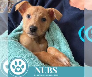 Mutt Dogs for adoption in Kimberton, PA, USA