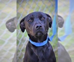 Labrador Retriever Dogs for adoption in Tarboro, NC, USA